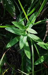 Stachys aspera