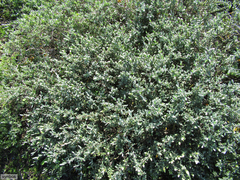 Pteronia ovalifolia
