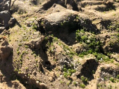 Botrydium granulatum