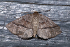 Metarranthis warneri