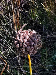 Allium strictum