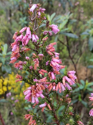 Image of Spanish Heath (Erica australis) by no rights reserved