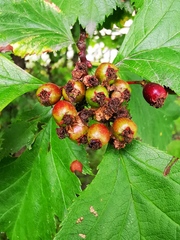 Crataegus chlorosarca
