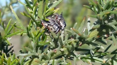 Catasarcus spinipennis