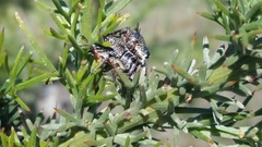 Catasarcus spinipennis