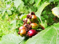 Crataegus chlorosarca