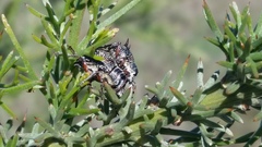 Catasarcus spinipennis