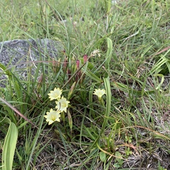 Gentiana itzershanensis