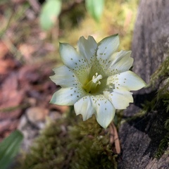 Gentiana itzershanensis