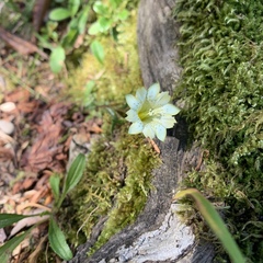 Gentiana itzershanensis