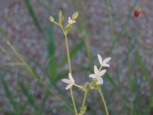 Image of Kohautia cynanchica by no rights reserved