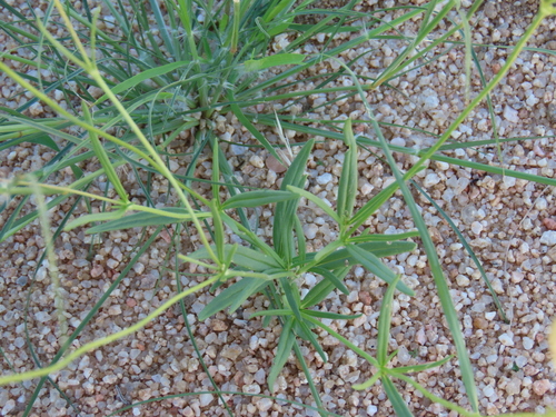 Image of Kohautia cynanchica by no rights reserved