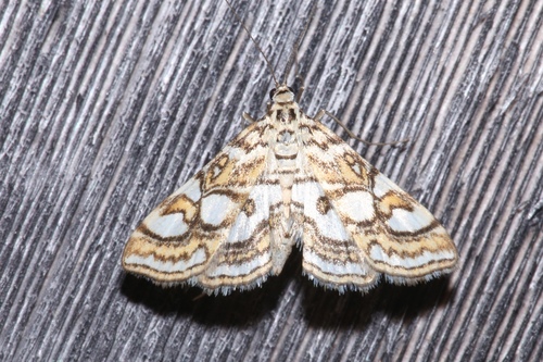 Nymphula Moth photo 2