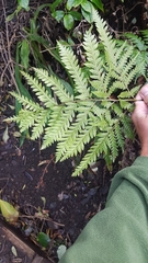 Pteris carsei
