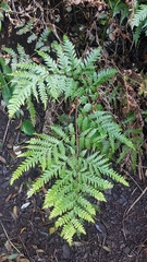 Pteris carsei