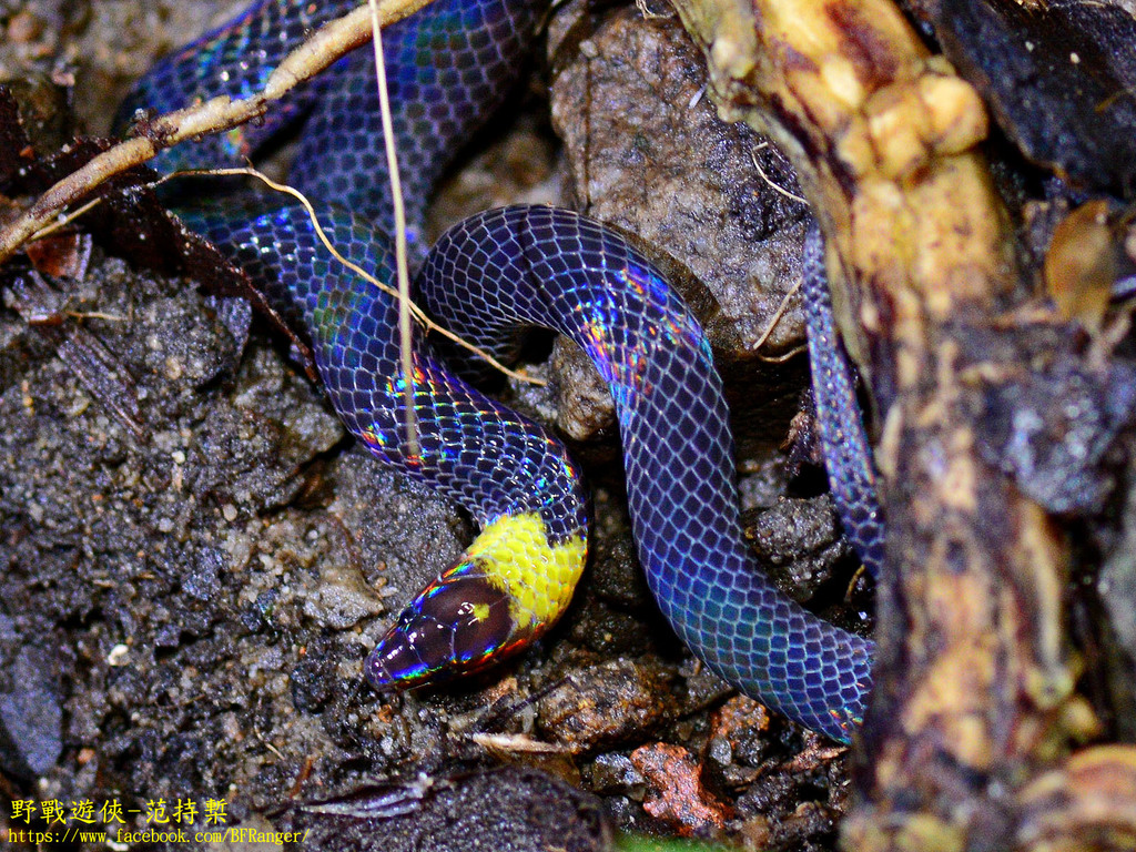 White-Collared Reed Snake
