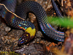 Pseudorabdion albonuchalis