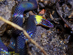 Pseudorabdion albonuchalis