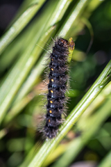 Phragmatobia parvula