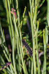 Phragmatobia parvula