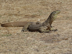 Varanus panoptes