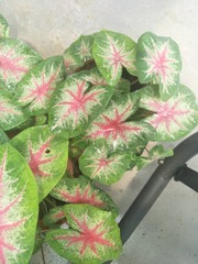 Caladium bicolor