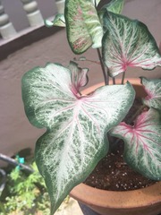 Caladium bicolor