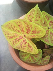 Caladium bicolor
