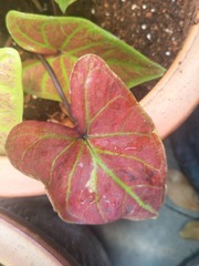 Caladium bicolor