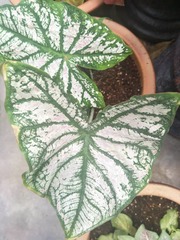 Caladium bicolor