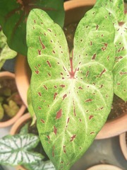 Caladium bicolor