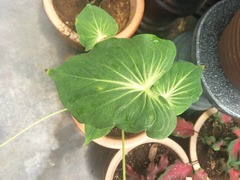 Caladium bicolor