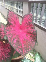 Caladium bicolor