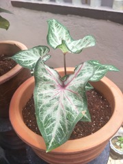 Caladium bicolor