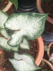Caladium bicolor