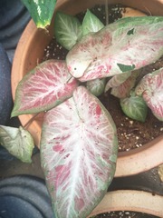 Caladium bicolor