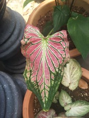 Caladium bicolor