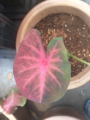 Caladium bicolor
