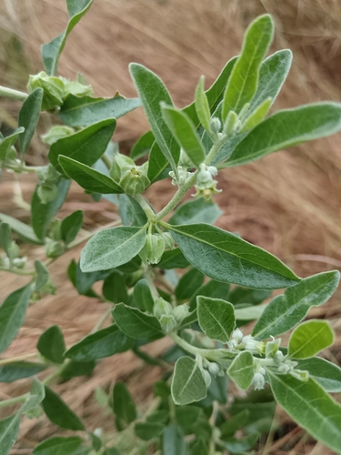 Image of Withania somnifera by (c) Hildegard Klein, some rights reserved (CC BY)