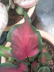 Caladium bicolor