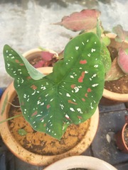 Caladium bicolor