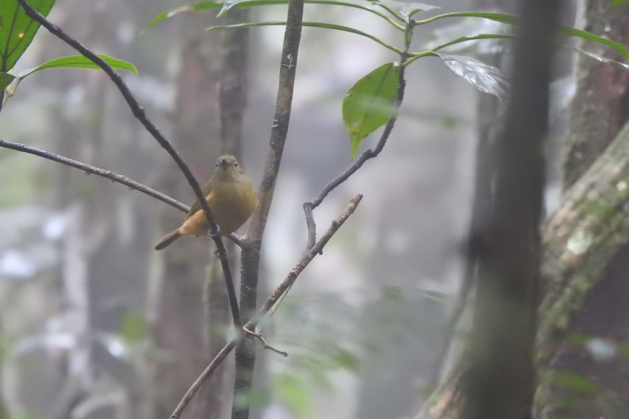 Sierra de Lema Flycatcher illustration