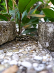 Podarcis muralis