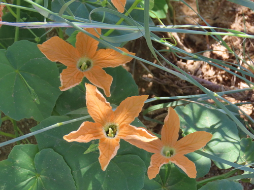 Momordica humilis (Momordica humilis)