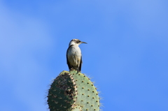 Mimus parvulus barringtoni