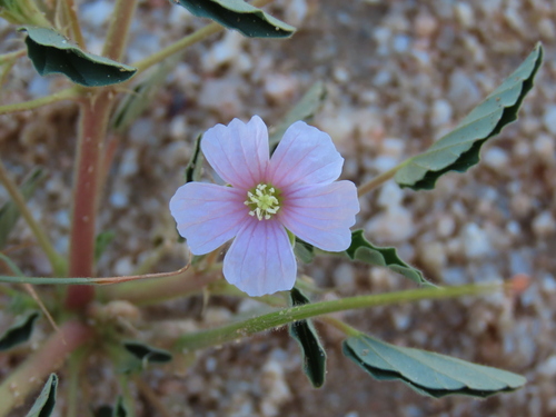 Monsonia senegalensis