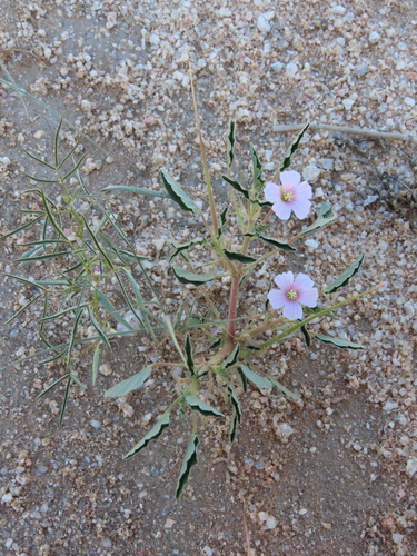 Monsonia senegalensis