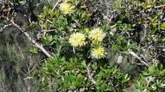 Melaleuca thymoides
