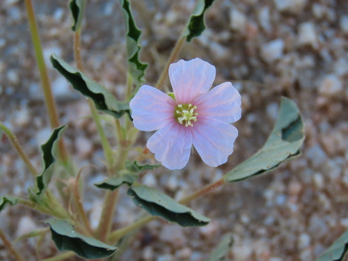 Monsonia senegalensis