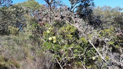 Melaleuca thymoides